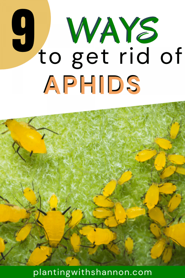 Pin image for 9 ways to get rid of aphids with a close up of yellow aphids on a leaf.