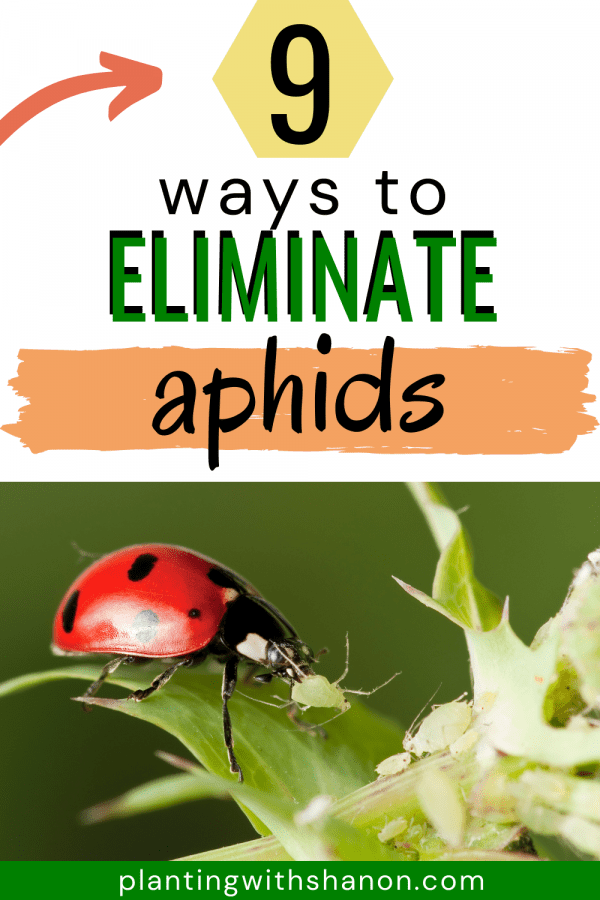 Pin image for 9 ways to eliminate aphids with a ladybug grabbing an aphid.