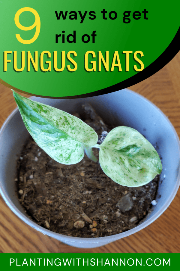 Pin image for 9 ways to get rid of fungus gnats with a small plant with dry soil.