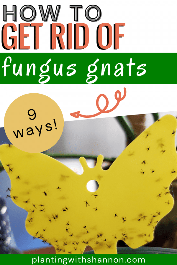 Pin image for how to get rid of fungus gnats with a yellow sticky trap covered in fungus gnats.