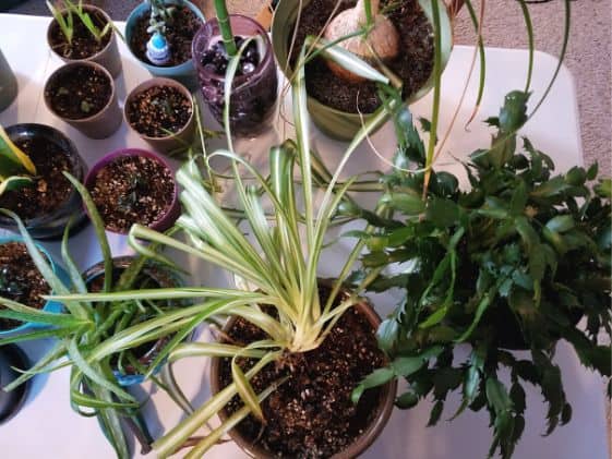 Several house plants on a table.