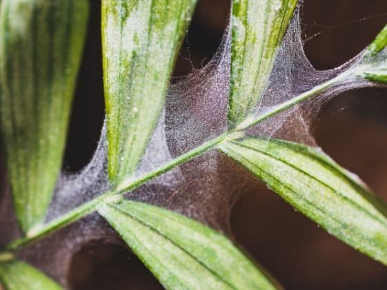 Spider mite web on plant leaves.