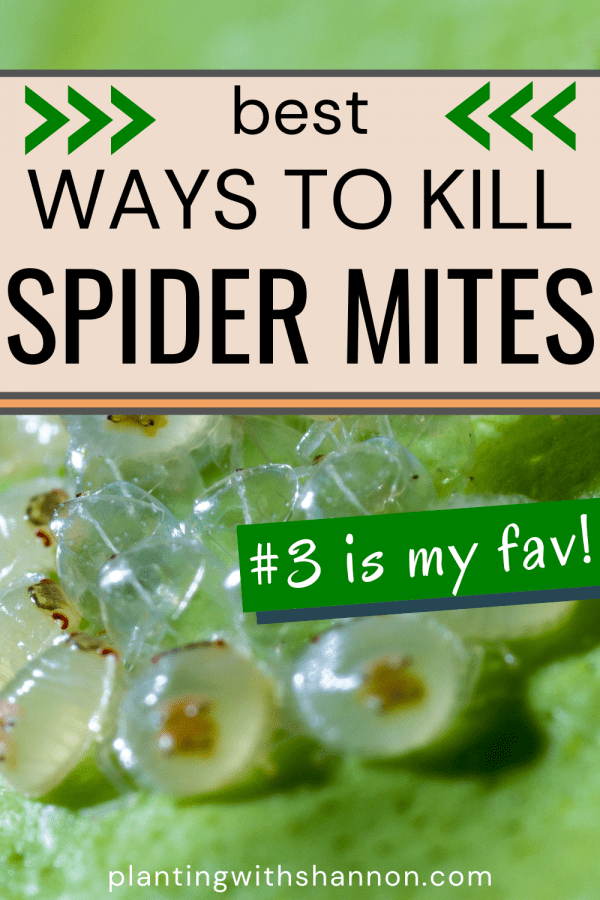Pin image for best wasy to kill spider mites with a macro of spider mites.