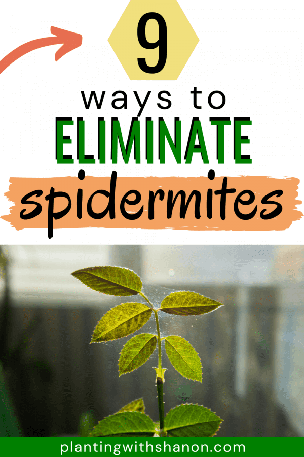 Pin image for 9 ways to eliminate spider mites with some leaves covered in spider mite webs.