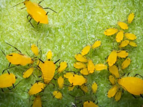 Close up of yellow aphids on a leaf.