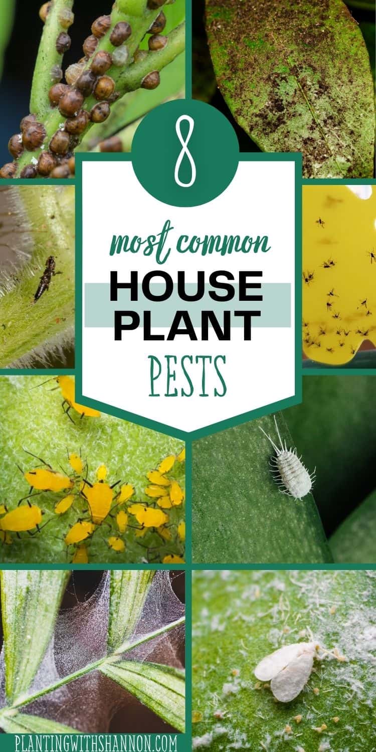 Pin image of a collage of houseplant pests with a text overlay that reads 8 most common house plant pests.