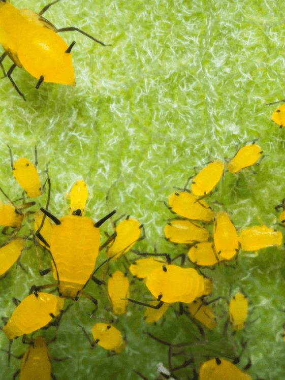 Close up of yellow aphids on a leaf.