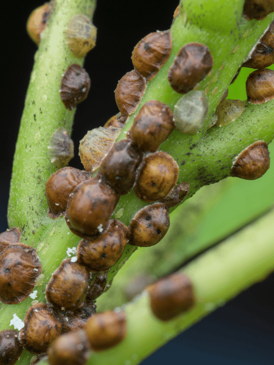A closeup of scale on a plant stem.