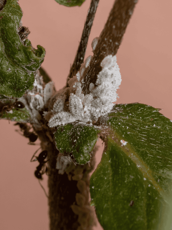 A cottony mass from mealybugs on a plant stem.
