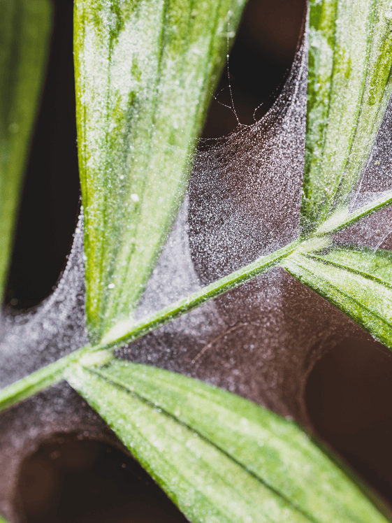 Spider mite web on plant leaves.