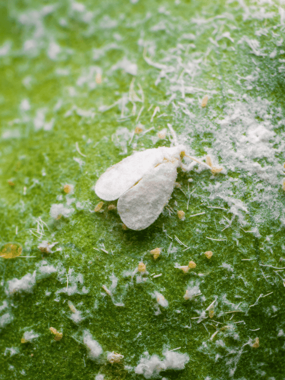 A closeup of a whitefly on a leaf.