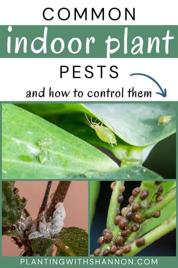 Pin image of a collage of houseplant pests with a text overlay that reads common indoor plant pests and how to control them.