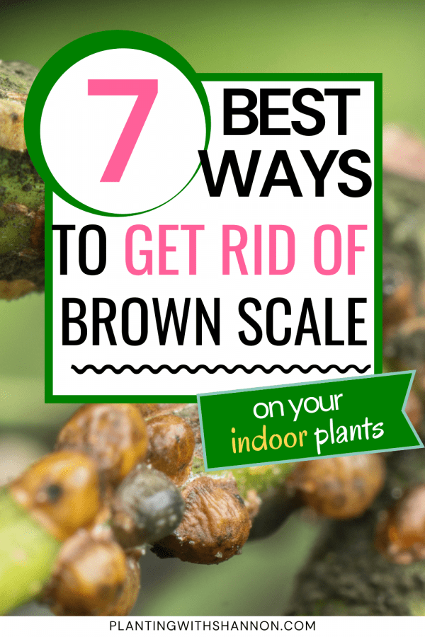 Pin image for 7 best ways to get rid of brown scale on your indoor plants with a closeup of brown scale on a stem.