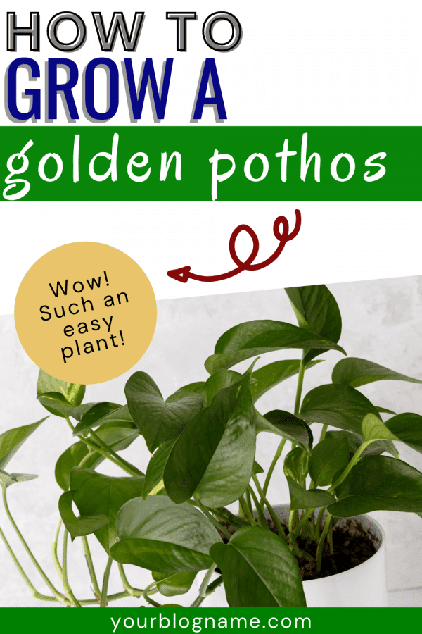 Pin image for how to grow a golden pothos with a golden pothos in a white pot.