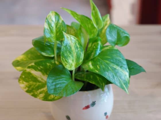 A golden pothos plant in a white pot with carrots on it.