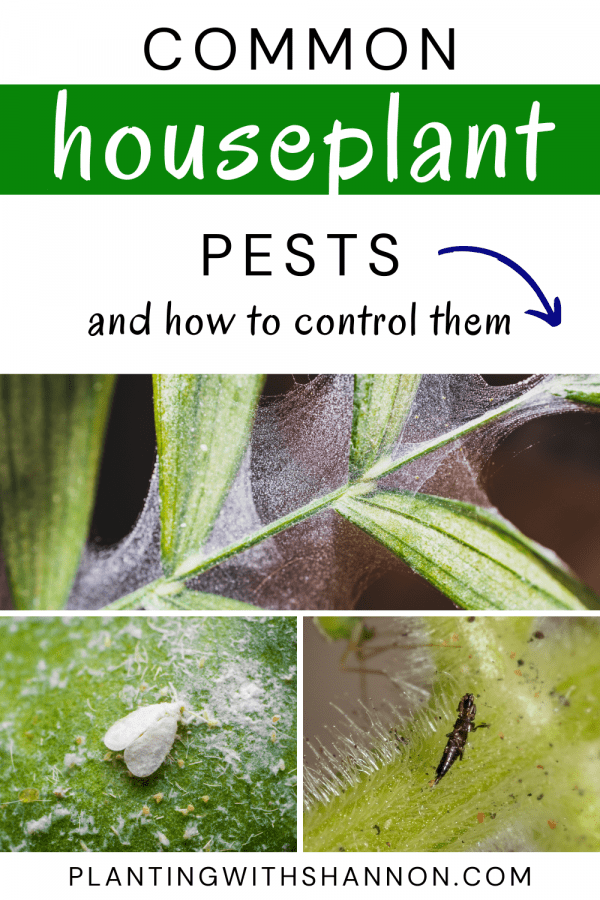 Pin image for common houseplant pests and how to control them with spider mite webbing, a whitefly, and a thrip.