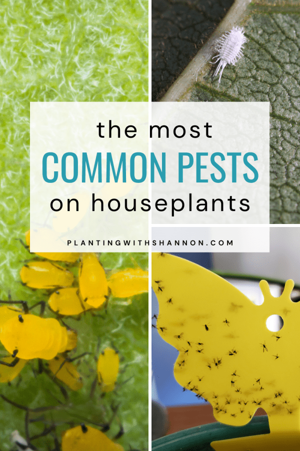 Pin image for the most common pests on houseplants with a yellow sticky trap covered in fungus gnats and a closeup of aphids and a mealybug.
