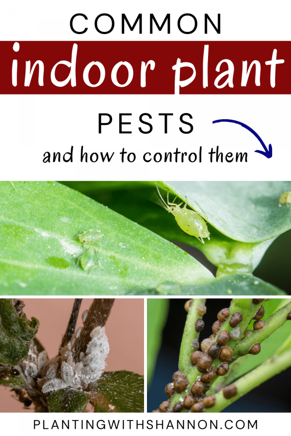 Pin image for common indoor plant pests and how to control them with aphids, mealybugs, and scale.