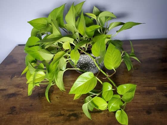 Neon Pothos