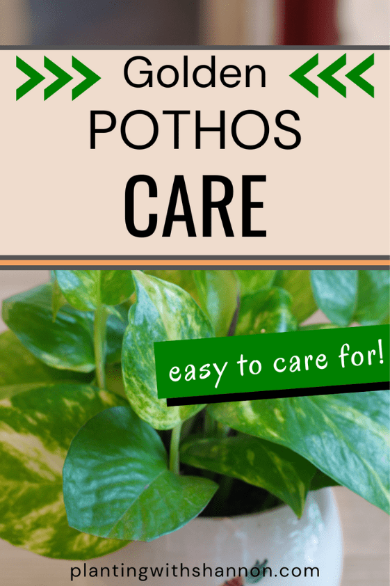 Pin image for golden pothos care with a golden pothos in a white pot.