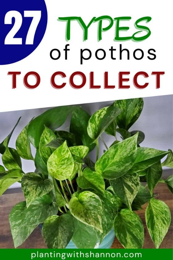 Pin image for 27 types of pothos to collect with a marble queen pothos.