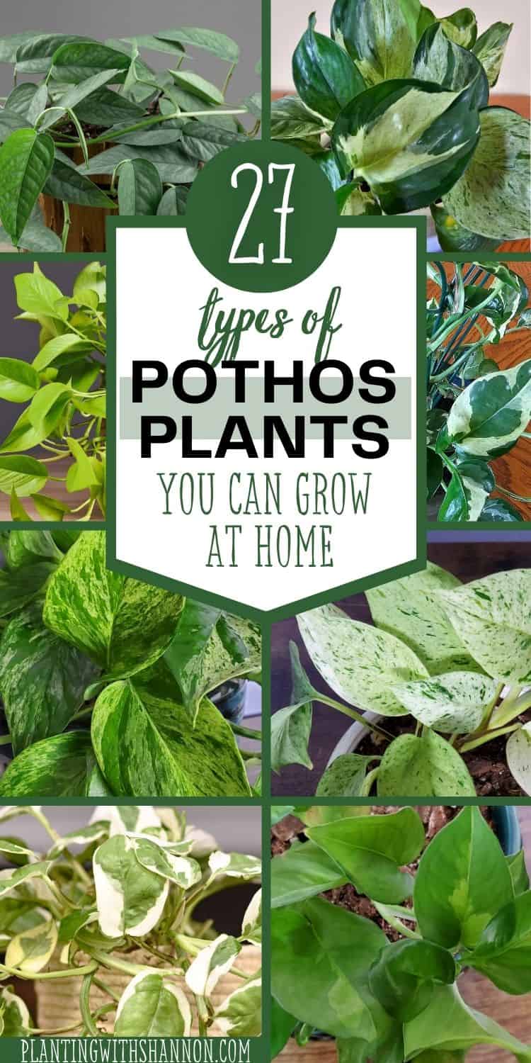 A collage of pothos varieties with a text overlay that reads 27 types of pothos you can grow at home.