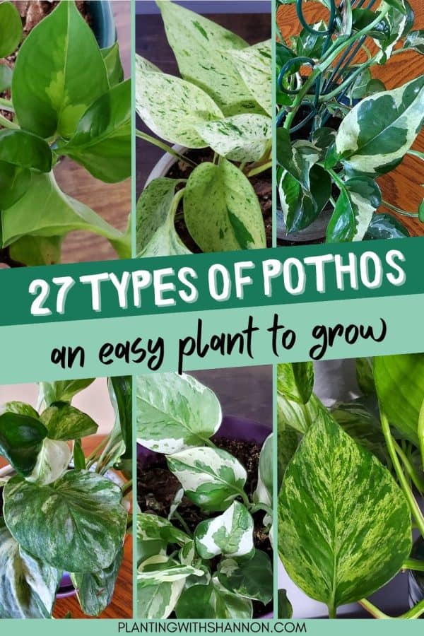 A collage of pothos varieties with a text overlay that reads 27 types of pothos: an easy plant to grow.