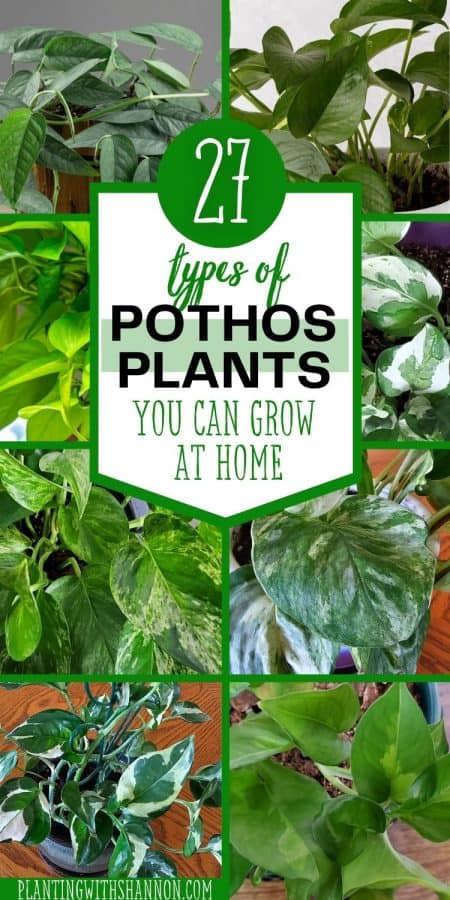 A collage of pothos varieties with a text overlay that reads 27 types of pothos you can grow at home.