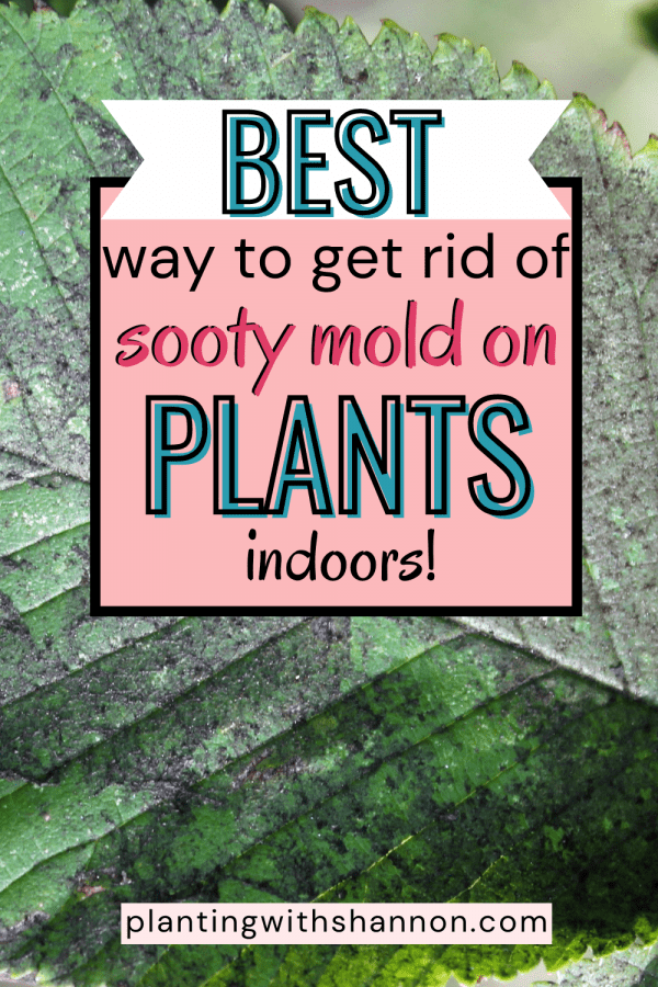 Pin image for best way to get rid of sooty mold on plants indoors with a leaf covered in sooty mold.