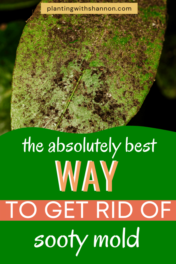 Pin image for the absolutely best way to get rid of sooty mold with a leaf covered in sooty mold.
