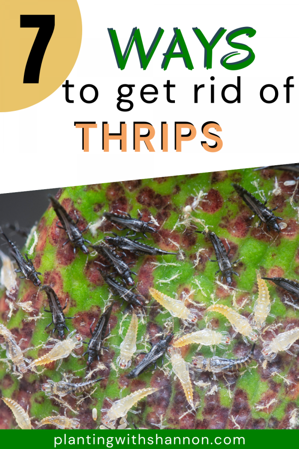 Pin image for 7 ways to get rid of thrips with a bunch of thrips covering a leaf.
