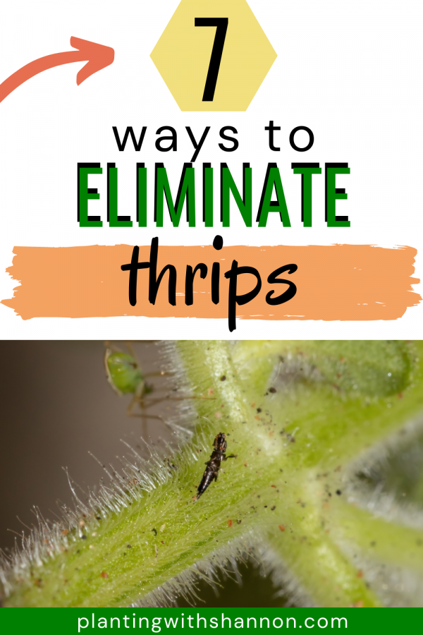 Pin image for 7 ways to eliminate thrips with a closeup of a thrip.