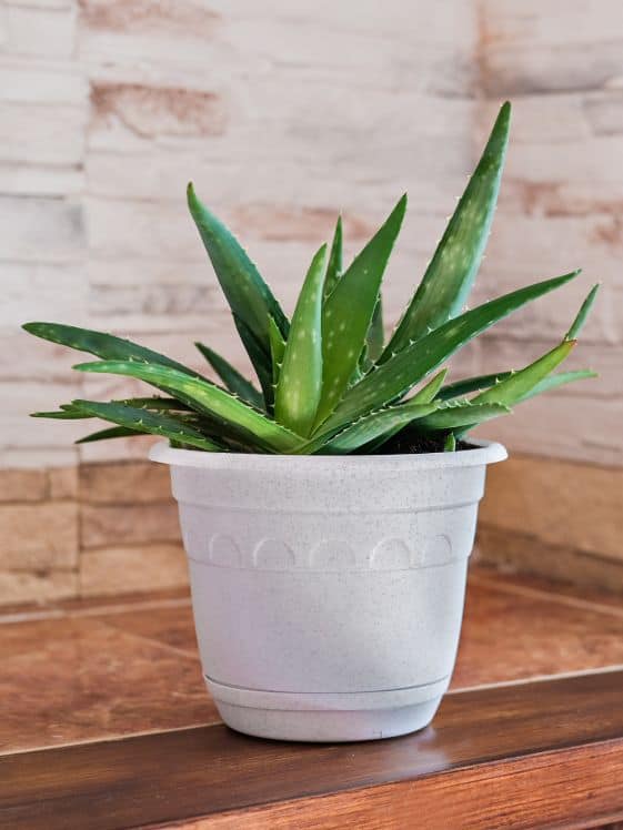 Aloe Vera Plant