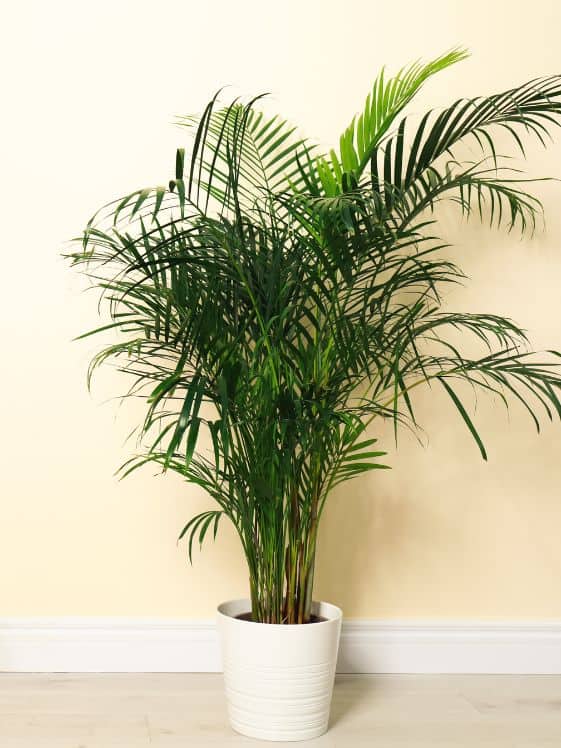 Areca Palm