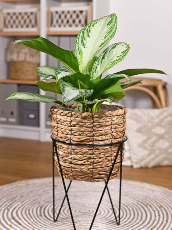 Chinese Evergreen