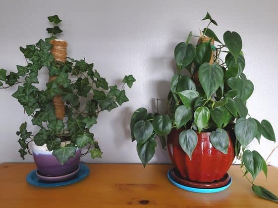 An English ivy and a heartleaf philodendron on a dresser.