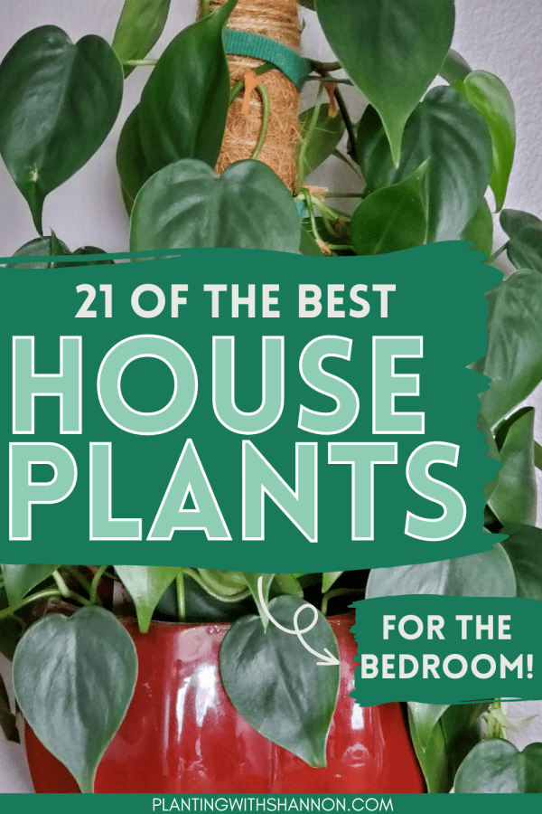 Pin image for 21 of the best houseplants for the bedroom with an image of a heartleaf philodendron.