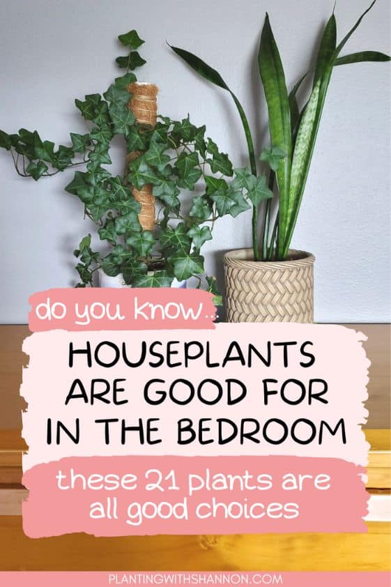Pin image for houseplants are good for in the bedroom with an image of an English ivy and snake plant on a dresser.