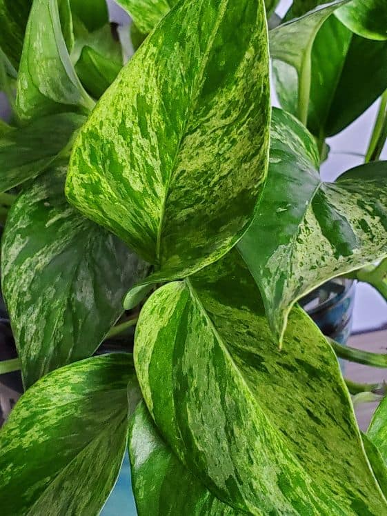 Marble Queen pothos leaves.