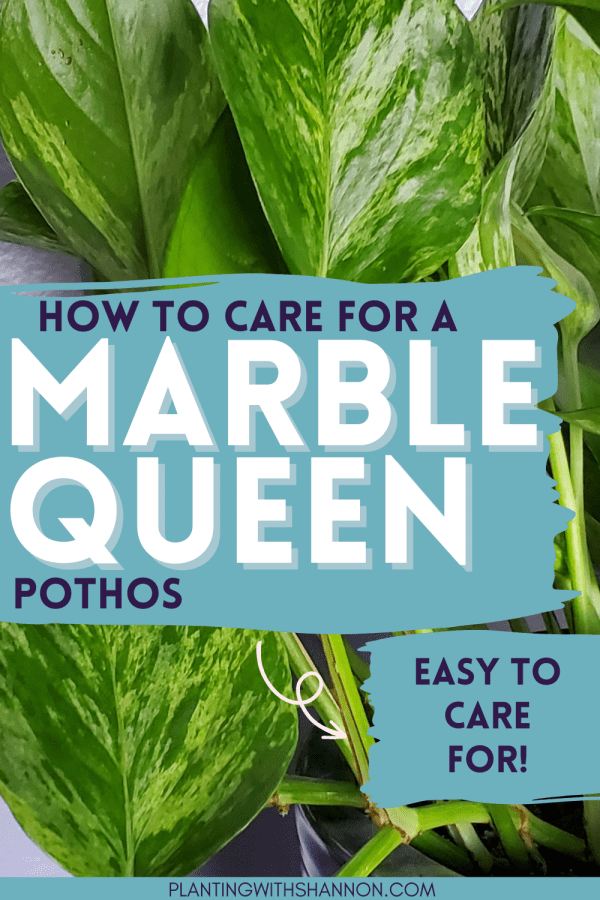 Pin image for how to care for a marble queen pothos with an image of marble queen pothos leaves.