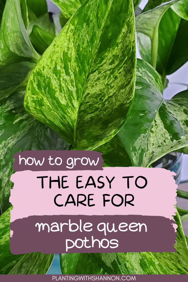 Pin image of how to grow the easy to care for marble queen pothos with an image of a marble queen pothos.