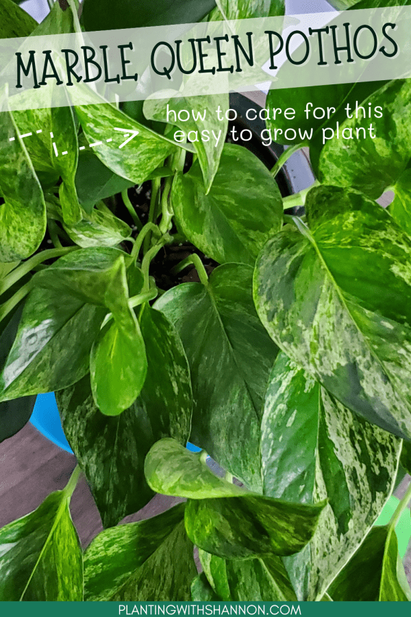 Pin image for marble queen pothos: how to care for this easy to grow plant with an image of a marble queen pothos.