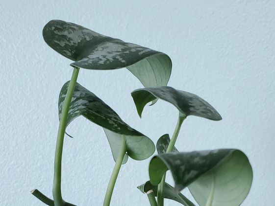 Droopy pothos leaves.
