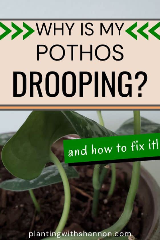 Pin image for why is my pothos drooping with droopy pothos leaves.