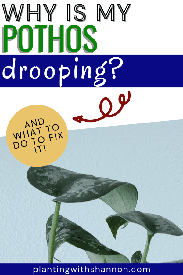 Pin image for why is my pothos drooping with a picture of droopy pothos leaves.