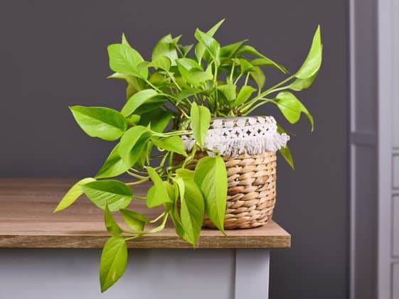 A neon pothos in a basket planter on a table.