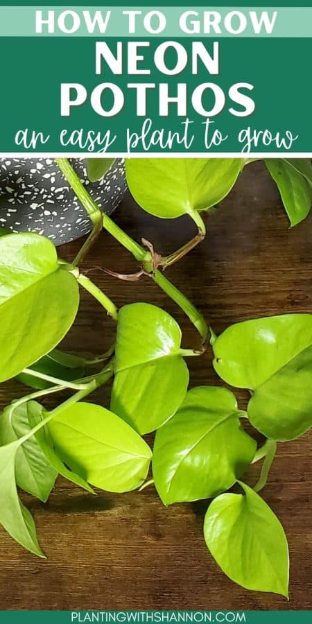 Pin image for how to grow neon pothos with an image of neon pothos leaves.