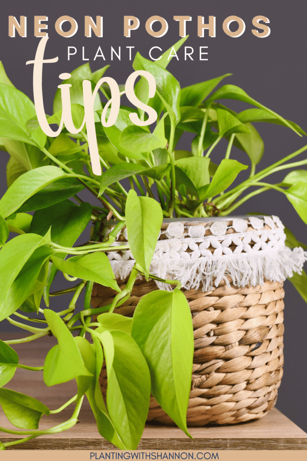 Pin image for neon pthos plant care tips with an image of a neon pothos in a basket type pot.