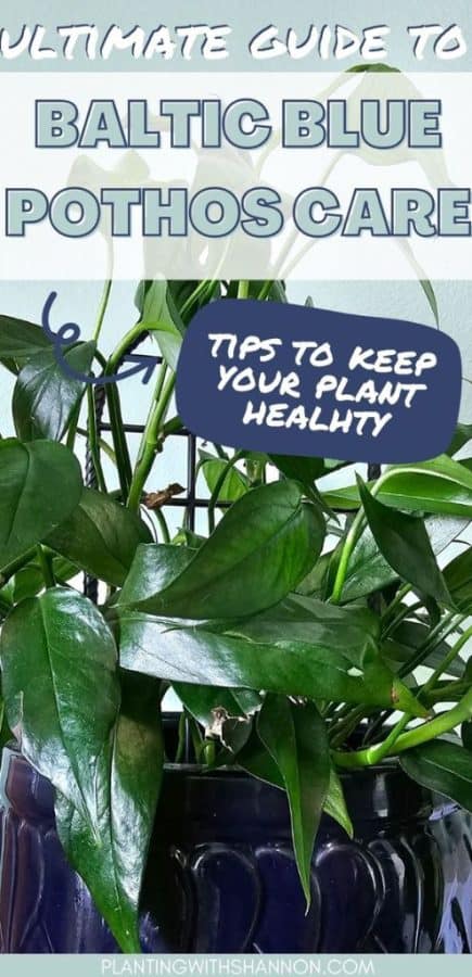 Pin image for ultimate guide to baltic blue pothos care - tips to keep your plant healthy with an image of a baltic blue pothos plant.