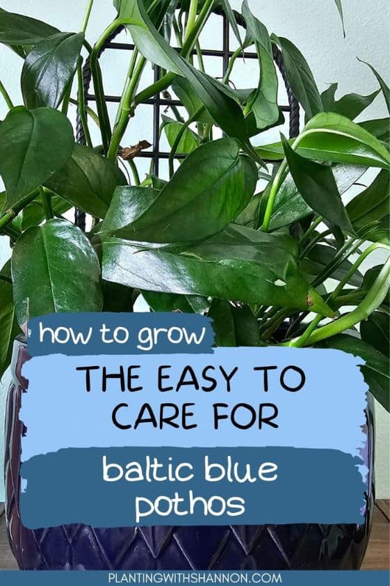 Pin image for how to grow the easy to care for baltic blue pothos with an image of a baltic blue pothos.